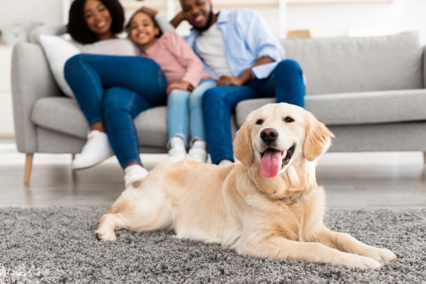 Moving With Your Pet: How to Help Your Pets Settle into Your New Home | No1 Property Guide
