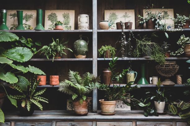 Everything You Need to Know About Indoor Plants | No1 Property Guide